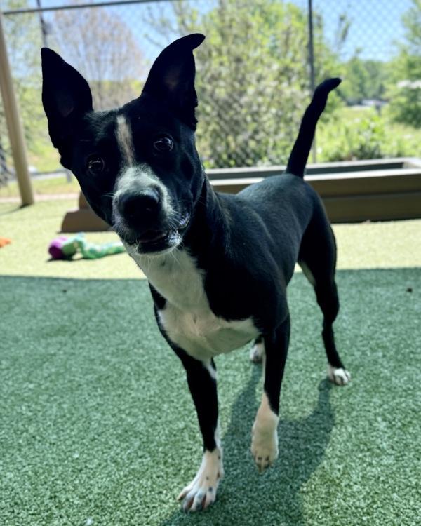 Nyla, Adoptable, Young Female Terrier.