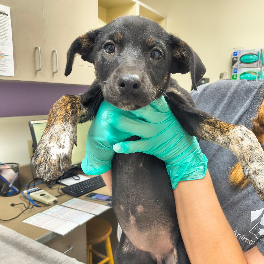 Enlarge Shelby, a Adoptable mixed breed in Albuquerque, NM image 1/2