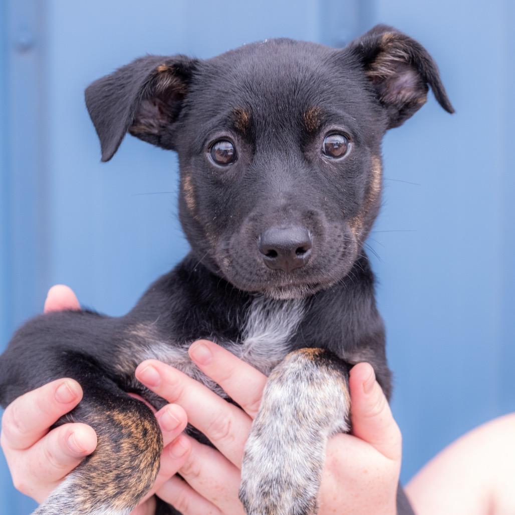 Enlarge Shelby, a Adoptable mixed breed in Albuquerque, NM image 2/2