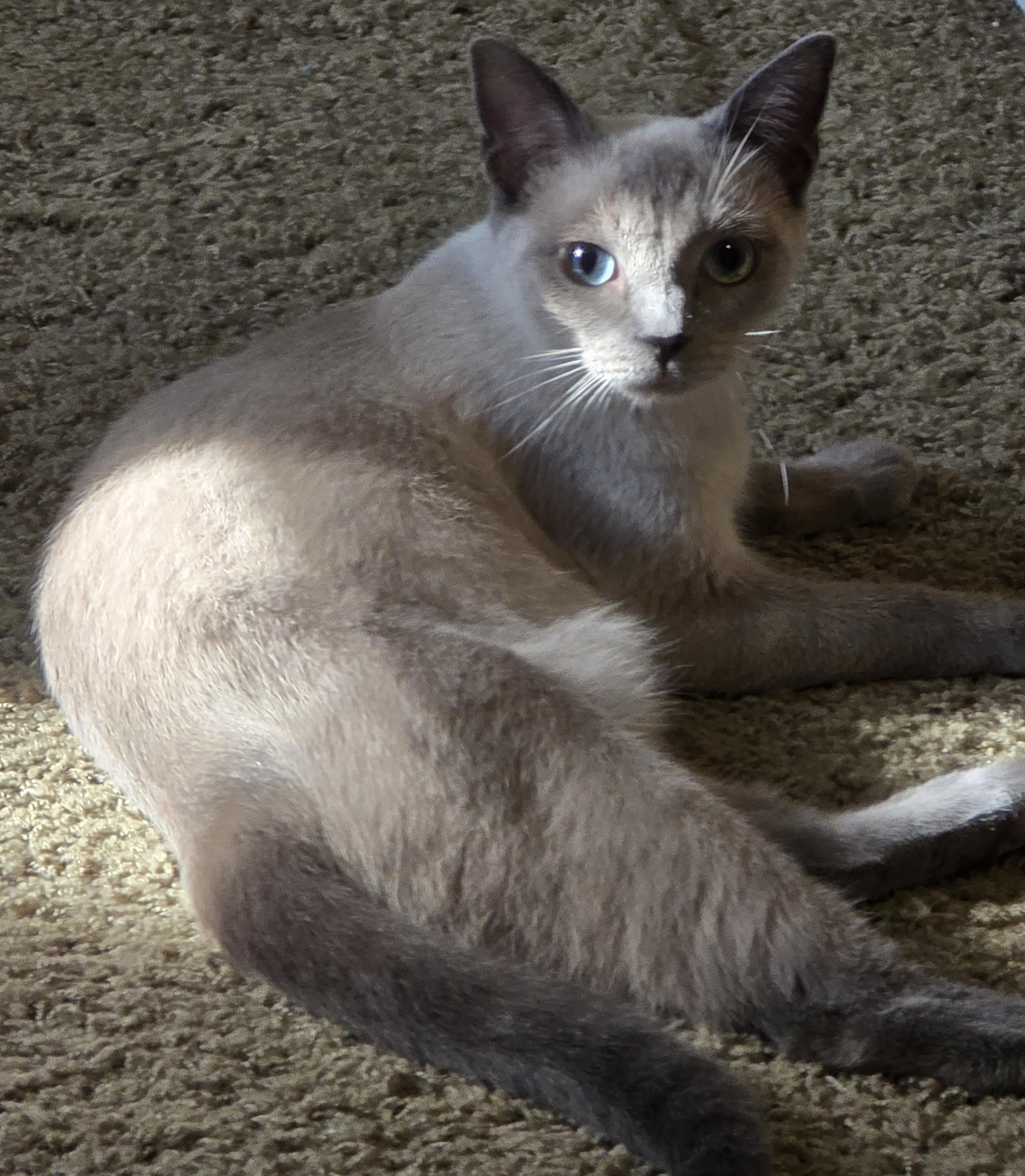 Enlarge Anbrielle, an adopted mixed breed in Grove City, OH image 3/3