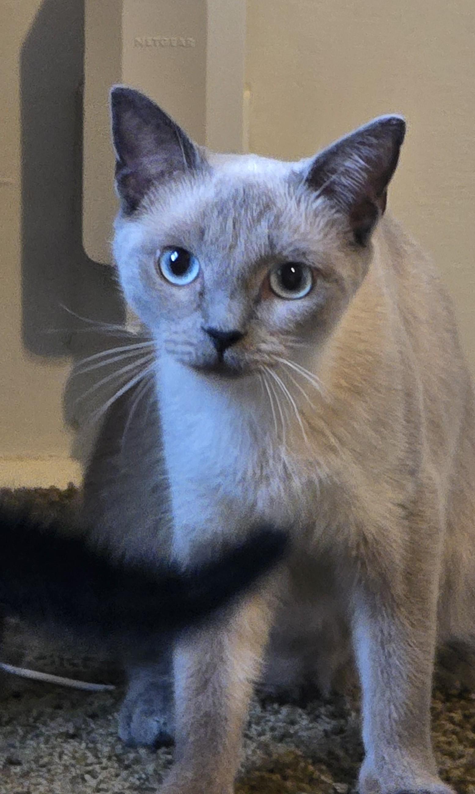 Enlarge Anbrielle, an adopted mixed breed in Grove City, OH image 2/3
