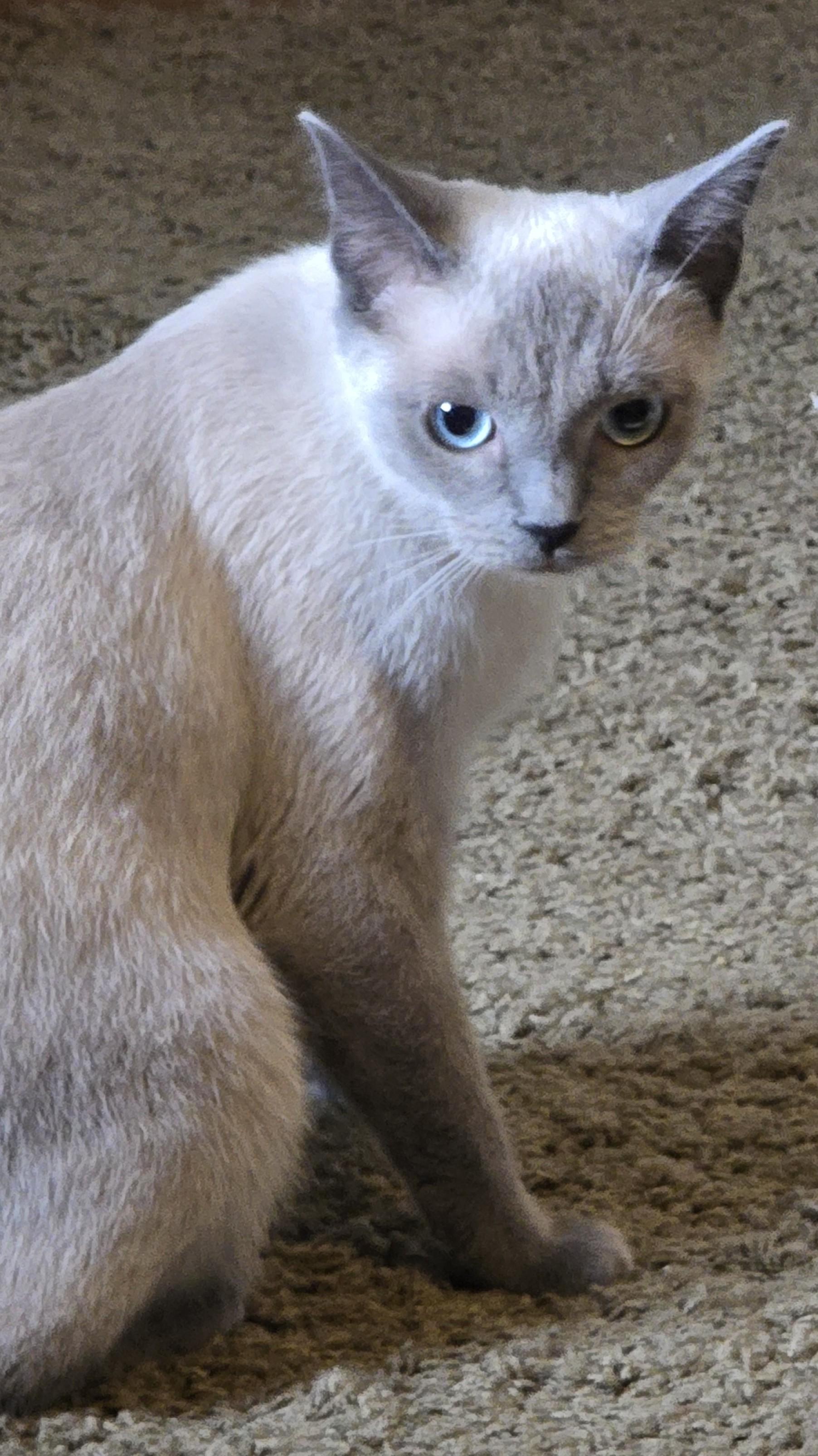 Anbrielle, adopted, Adult Female Siamese & Domestic Short Hair.