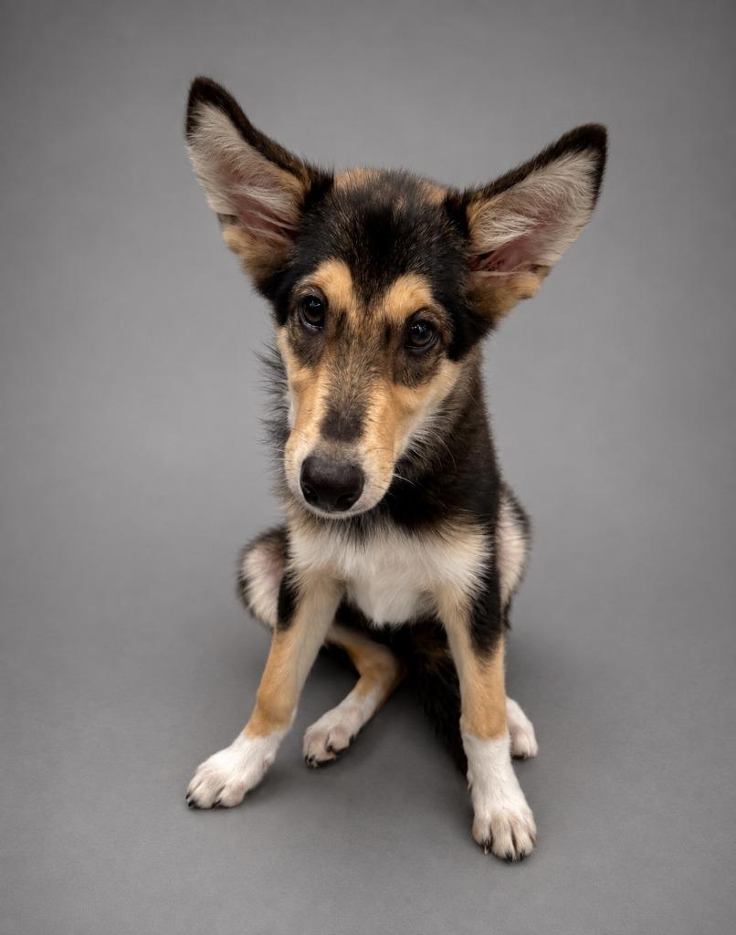 Wisp, Adopted, Puppy Female Shepherd & Mixed Breed.