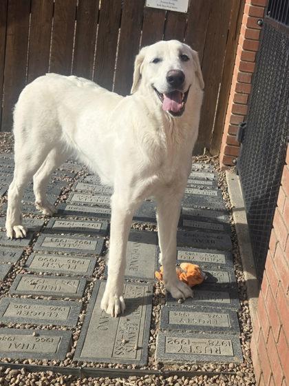 Cotton, ADOPTABLE, Adult Female Great Pyrenees.
