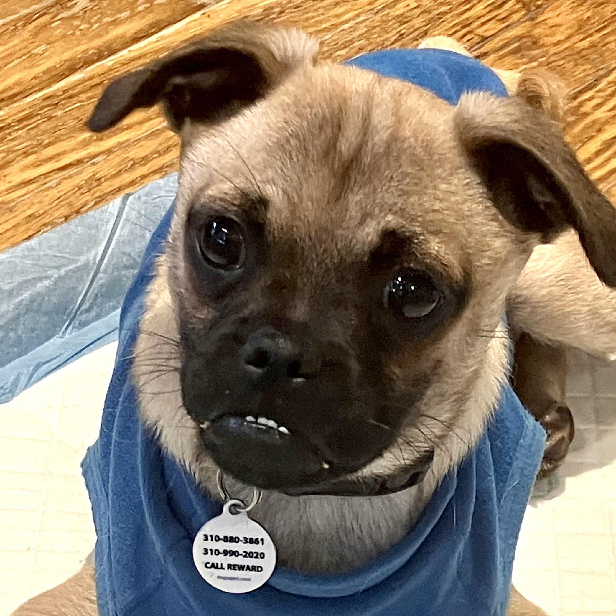 Enlarge Jax, a ADOPTABLE mixed breed in Santa Monica, CA image 3/6