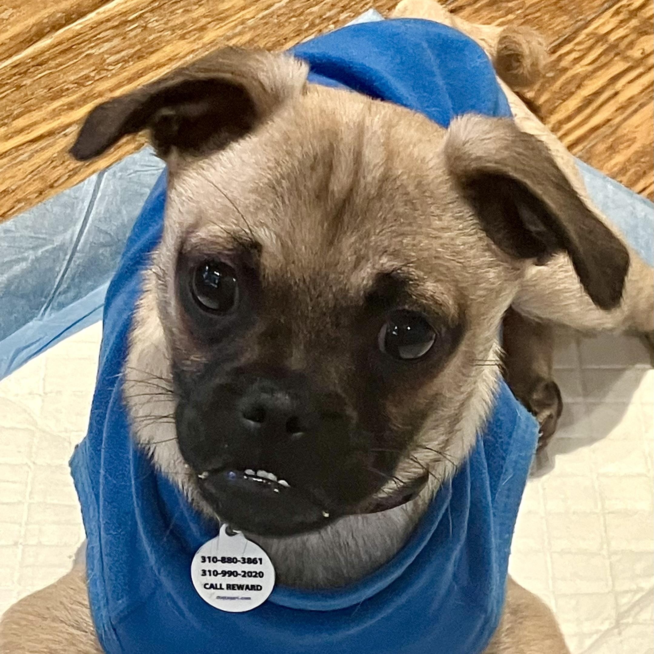 Jax, ADOPTABLE, Young Male Pug & Chihuahua.