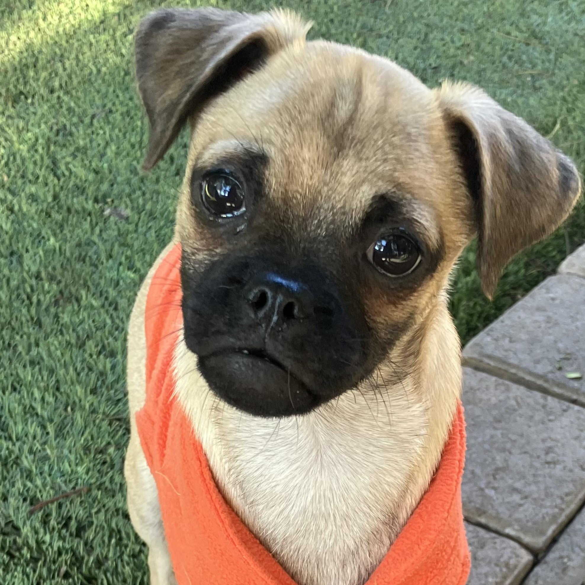 Enlarge Jax, a ADOPTABLE mixed breed in Santa Monica, CA image 2/6