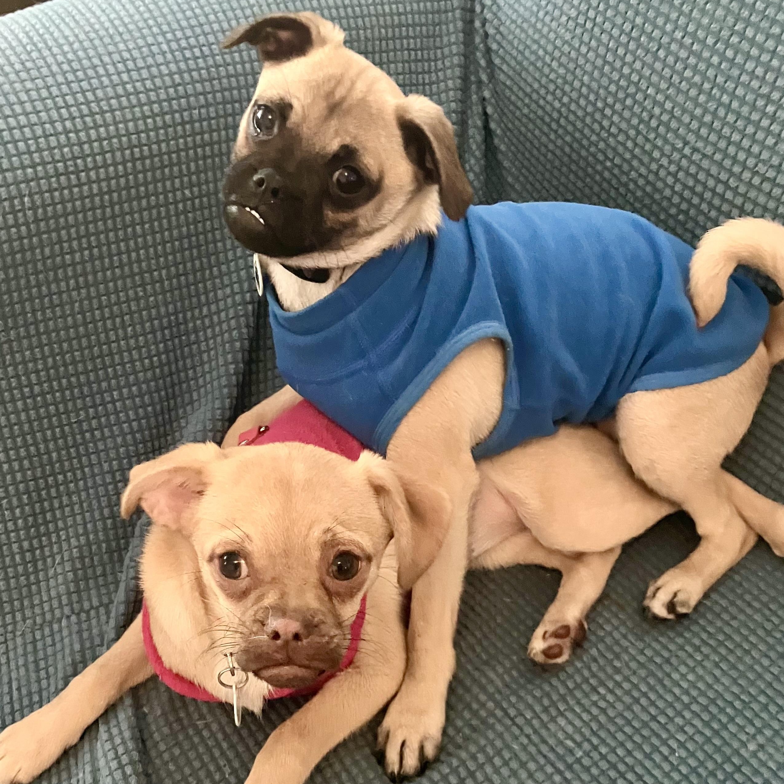 Enlarge Jax, a ADOPTABLE mixed breed in Santa Monica, CA image 4/6