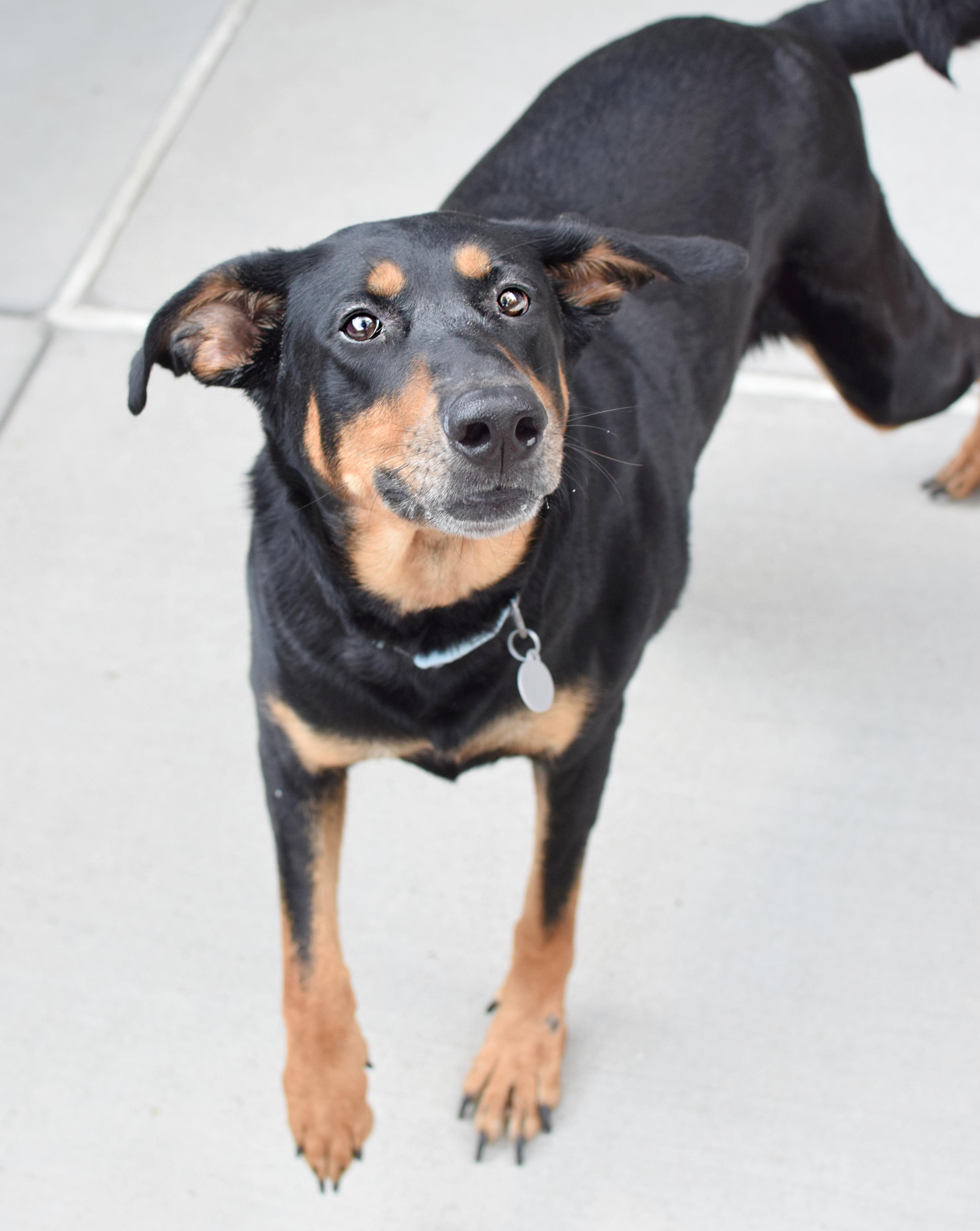 Molly, Adoptable, Adult Female Rottweiler & Shepherd.