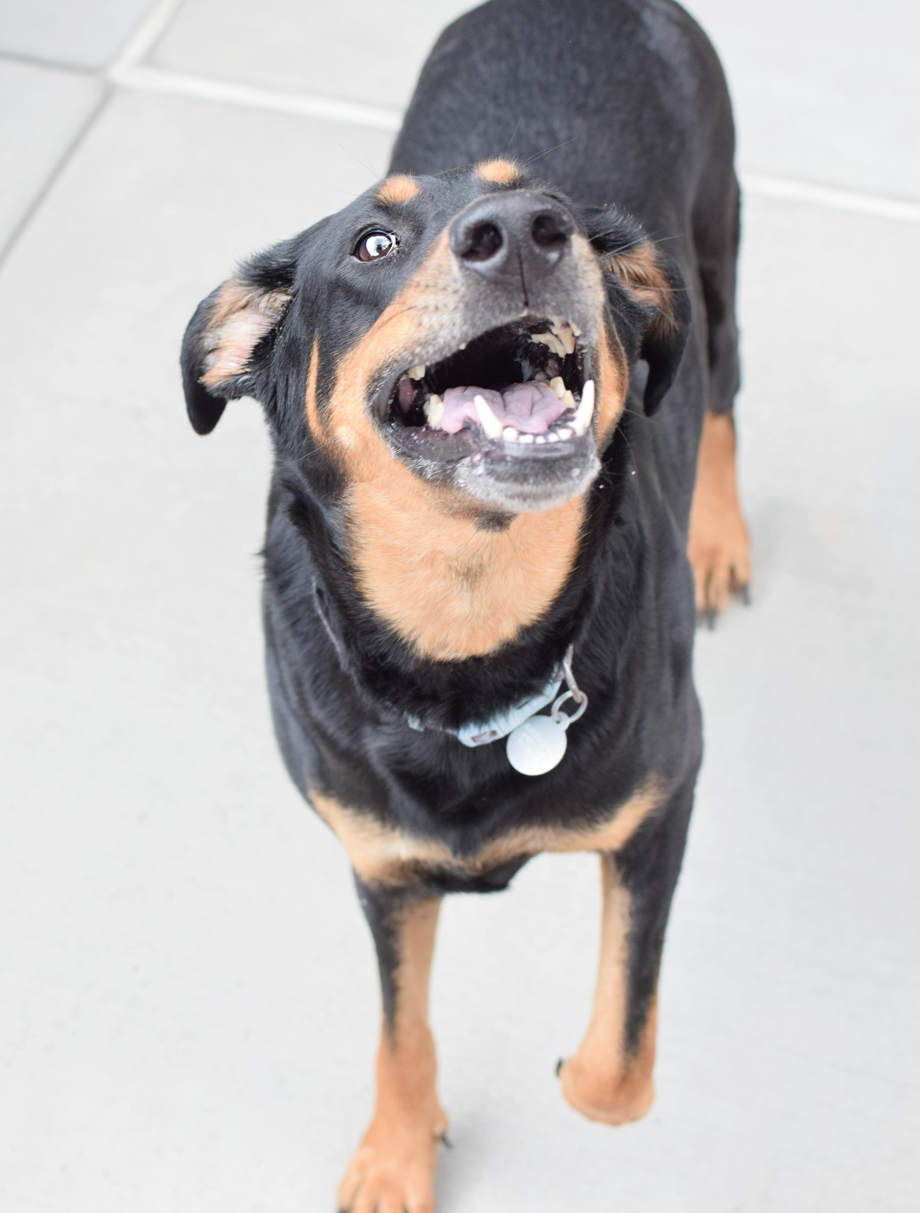 Enlarge Molly, a Adoptable mixed breed in Pontiac, MI image 2/2