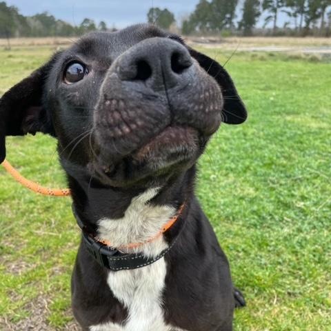 Trip, a Adoptable mixed breed in Abingdon, VA image 1/4