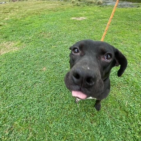 Trip, a Adoptable mixed breed in Abingdon, VA image 3/4