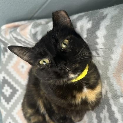 Stella, ADOPTABLE, Young Female Domestic Short Hair.