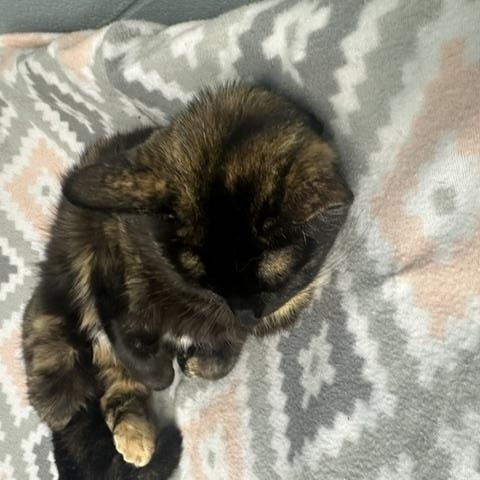 Stella, a ADOPTABLE Domestic Short Hair in Bryan, OH image 2/2