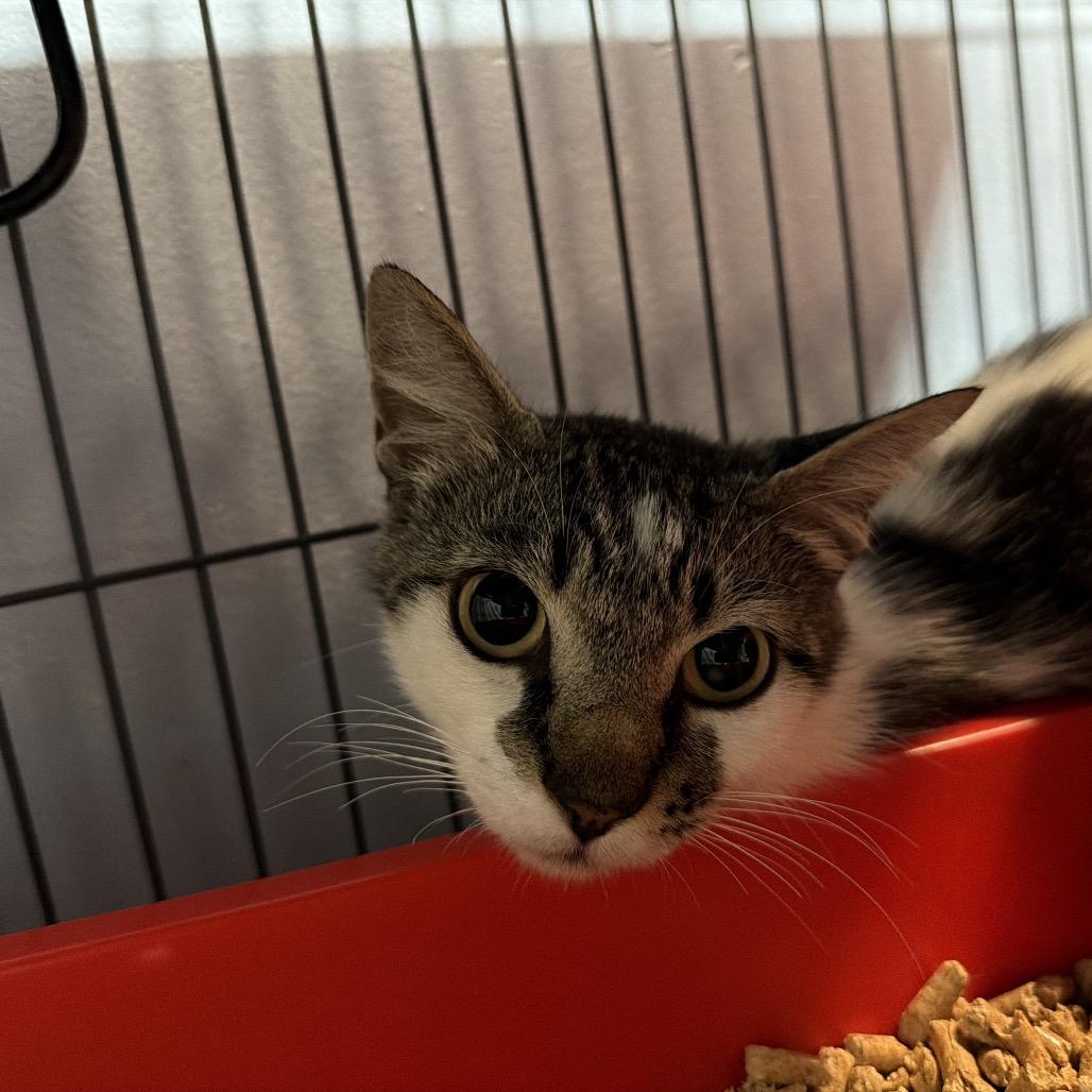 Enlarge Kali, a Adoptable Domestic Short Hair in Port Charlotte, FL image 1/2