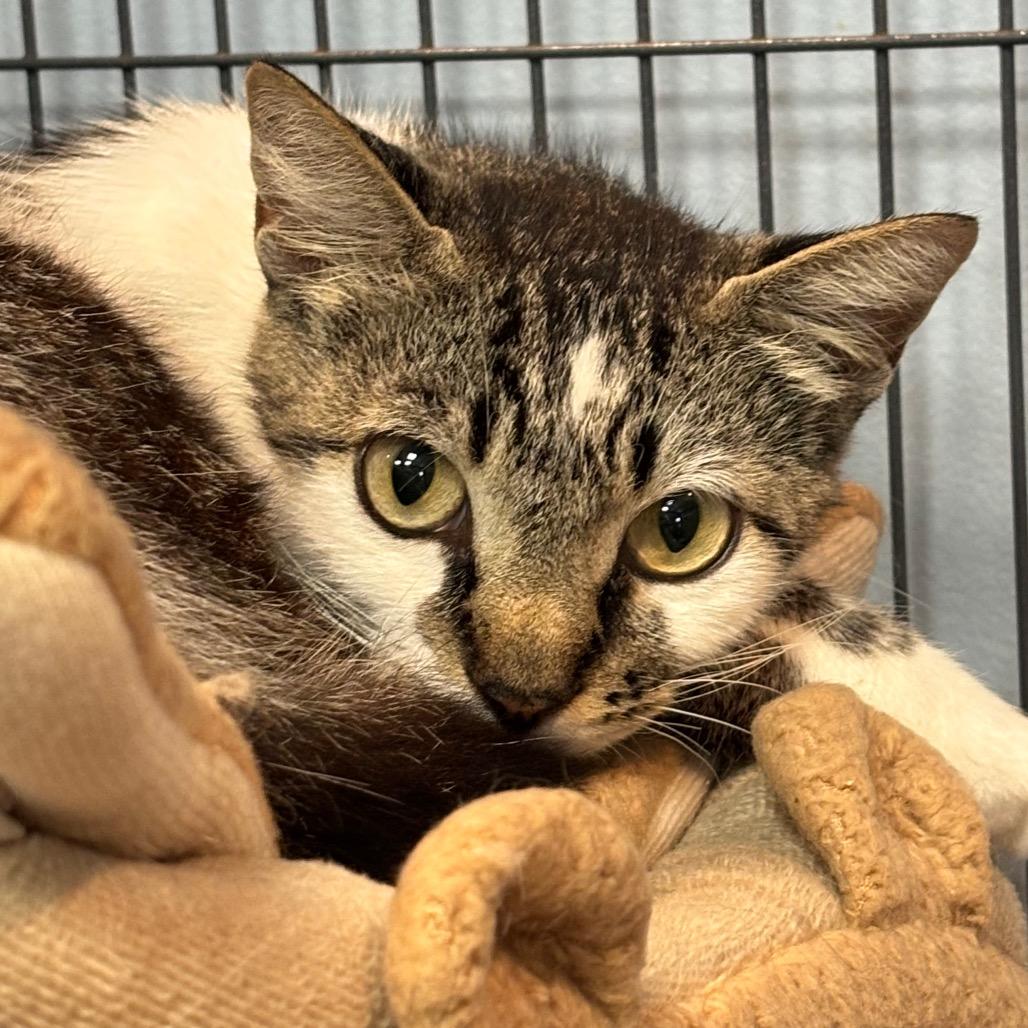 Enlarge Kali, a Adoptable Domestic Short Hair in Port Charlotte, FL image 2/2