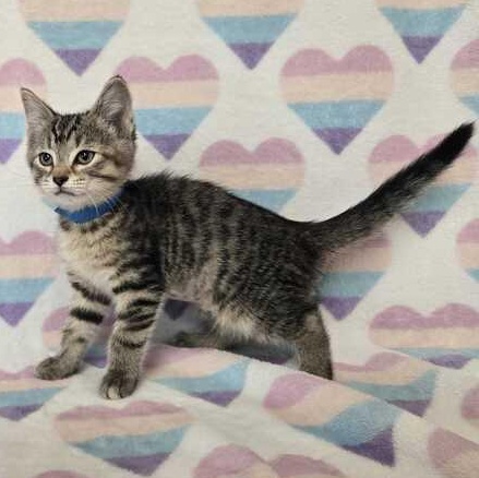 Enlarge Bubbles, an adopted Domestic Short Hair in Flatwoods, KY image 1/4