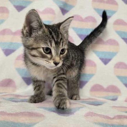 Enlarge Bubbles, an adopted Domestic Short Hair in Flatwoods, KY image 2/4