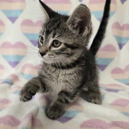 Enlarge Bubbles, an adopted Domestic Short Hair in Flatwoods, KY image 3/4