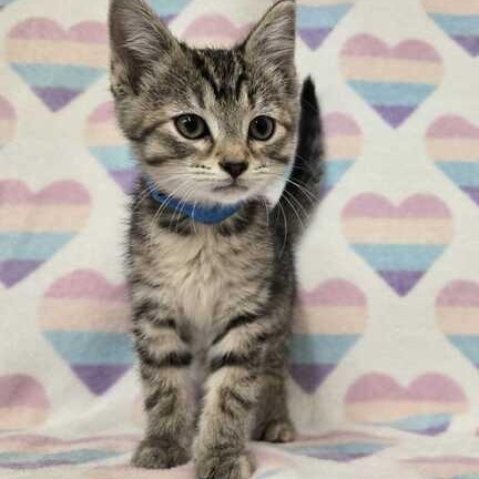 Enlarge Bubbles, an adopted Domestic Short Hair in Flatwoods, KY image 4/4