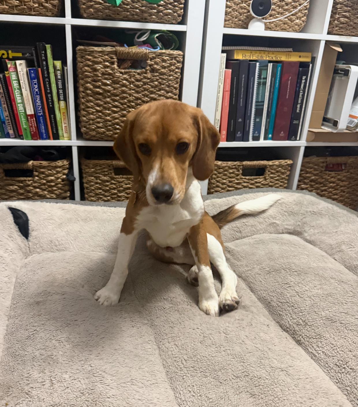 Fizz (Bodhi), Adopted, Young Male Beagle.
