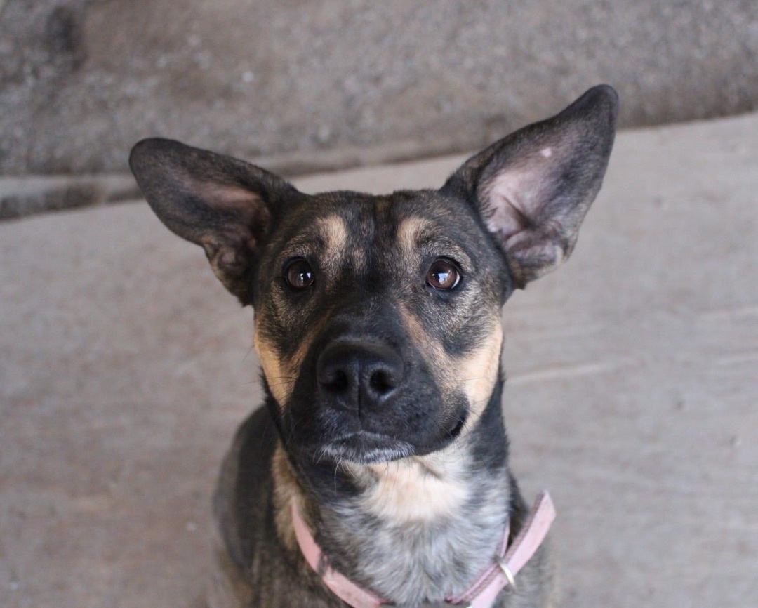 Sinead, a Adoptable mixed breed in Indianapolis, IN image 1/4