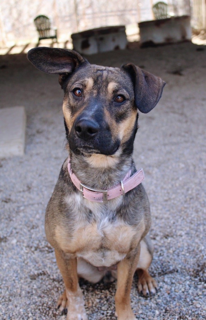 Sinead, a Adoptable mixed breed in Indianapolis, IN image 2/4