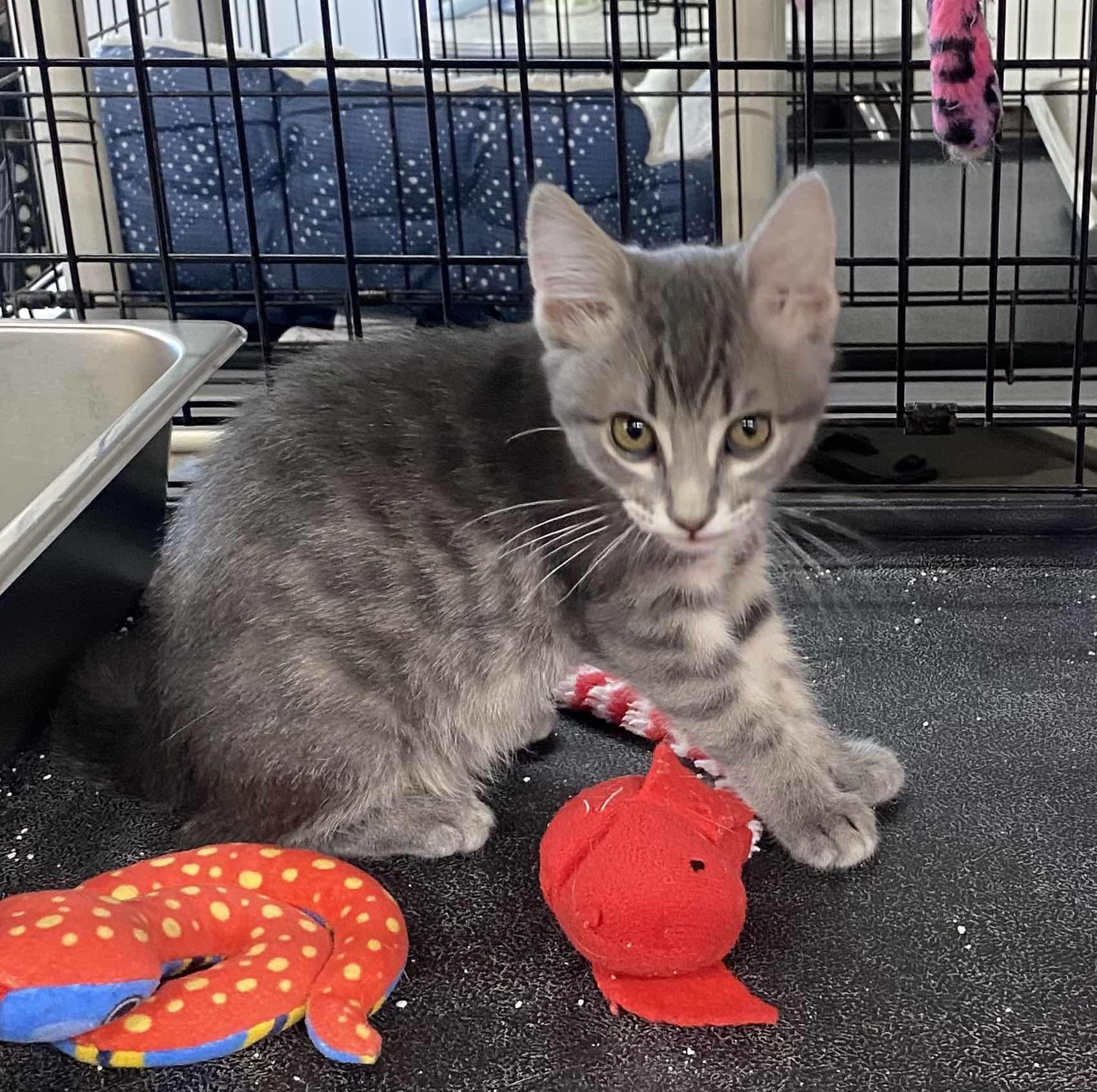 Stormy, an adoptable Domestic Short Hair in Blackfoot, ID, 83221 | Photo Image 1