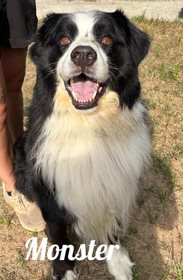 Monster, ADOPTABLE, Adult Male Bernese Mountain Dog & Australian Shepherd.