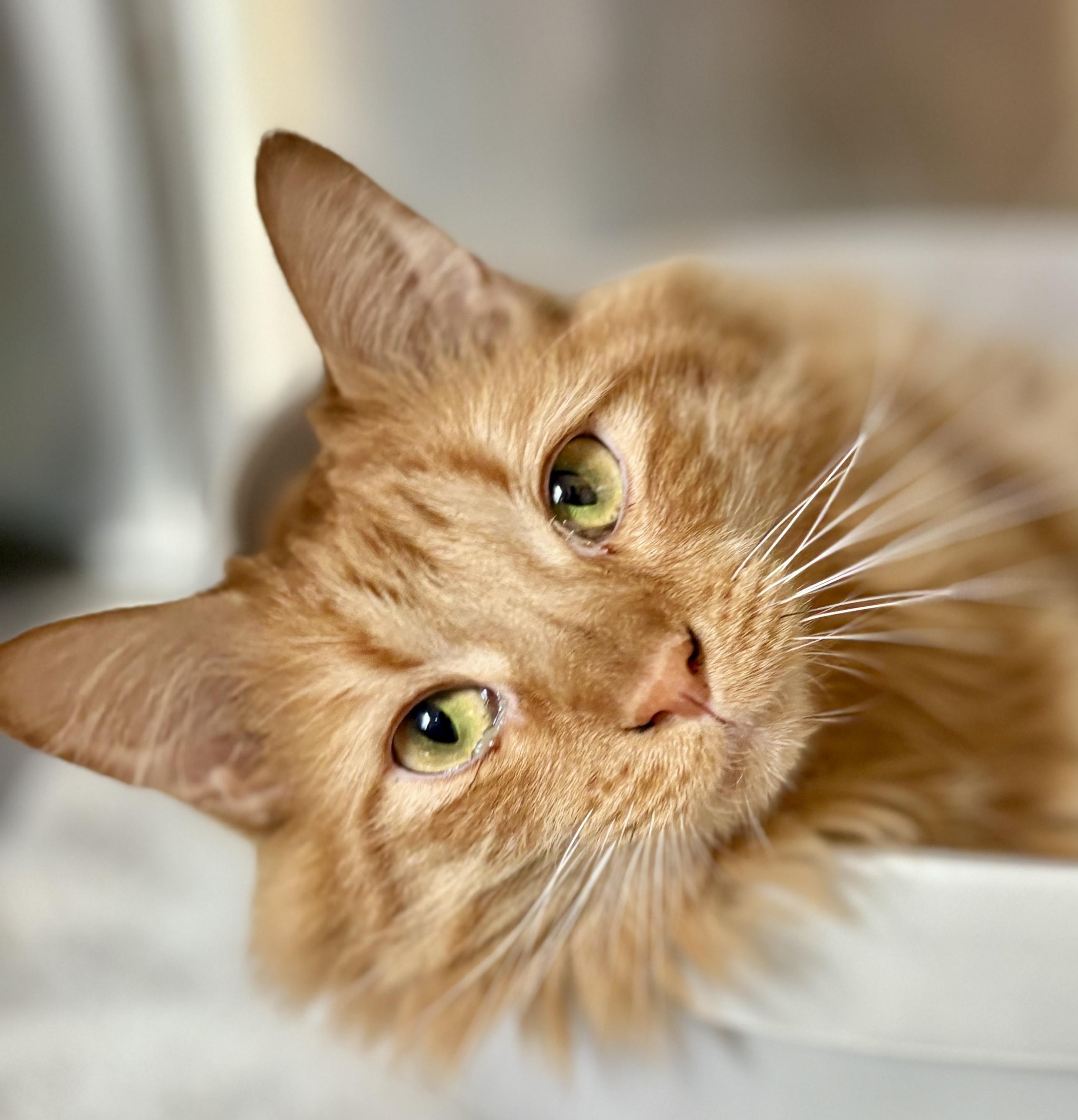 KOLBE, an adopted Domestic Medium Hair in Prescott, AZ image 2/5