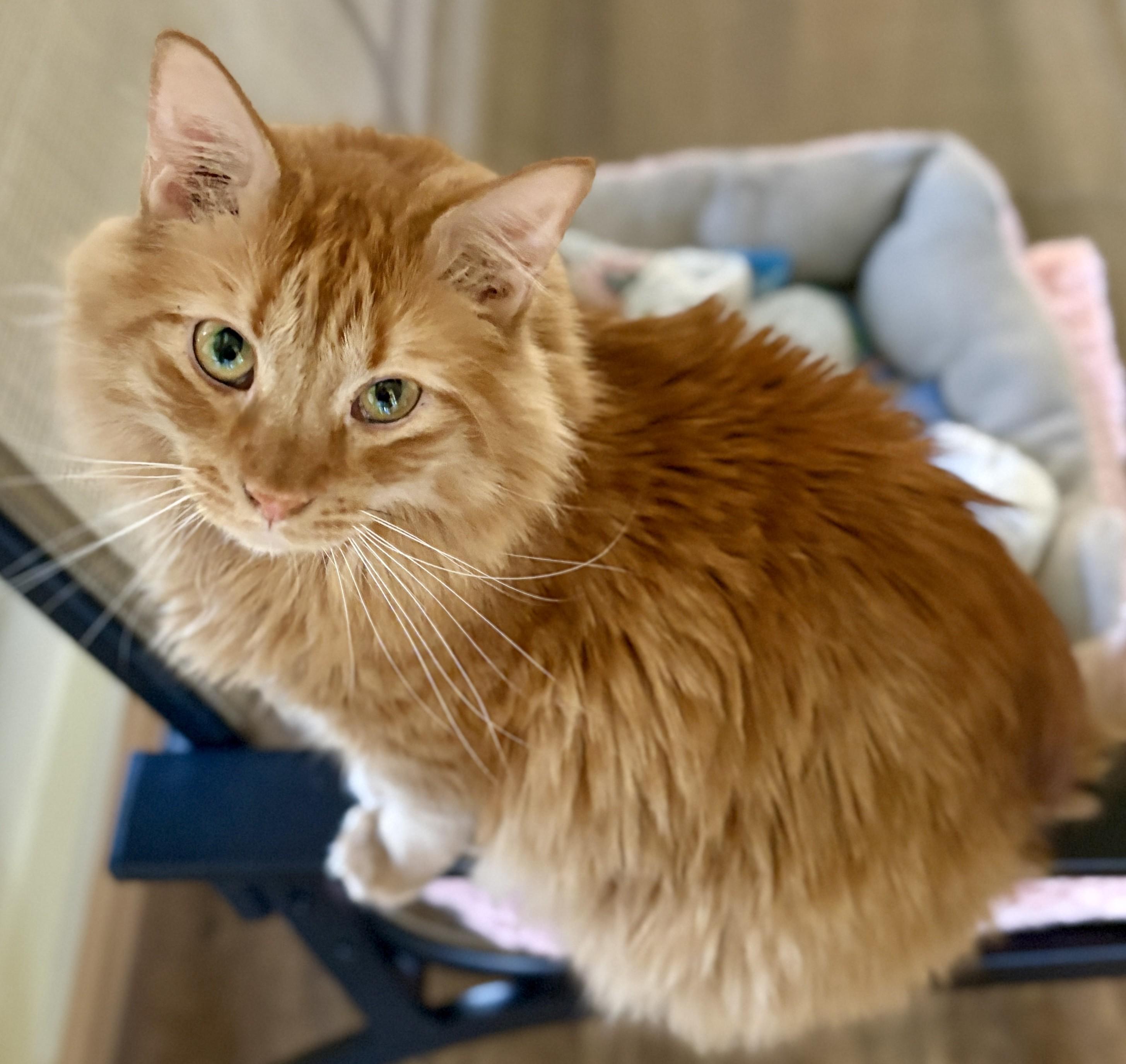 KOLBE, an adopted Domestic Medium Hair in Prescott, AZ image 1/5