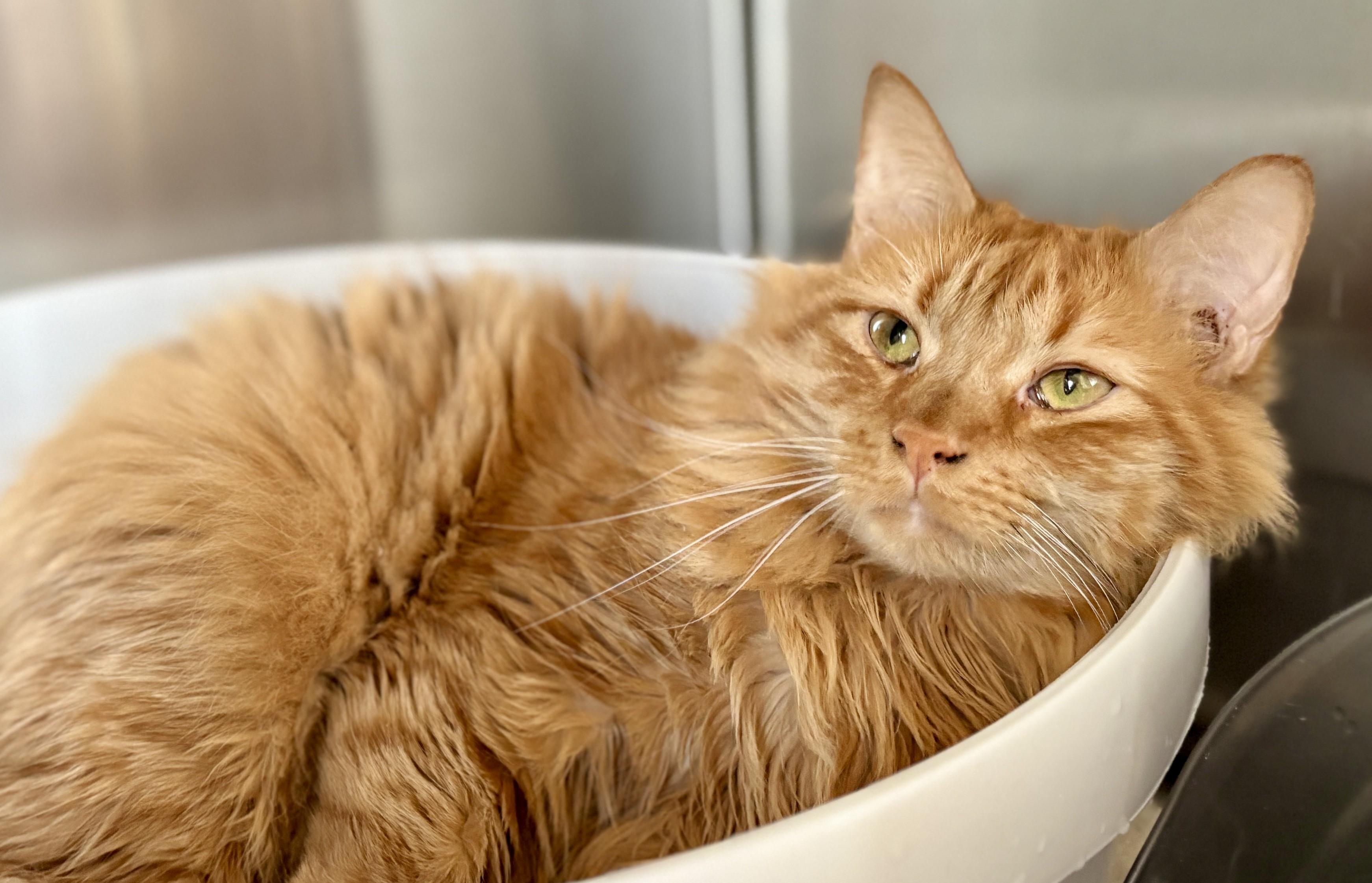 KOLBE, an adopted Domestic Medium Hair in Prescott, AZ image 3/5
