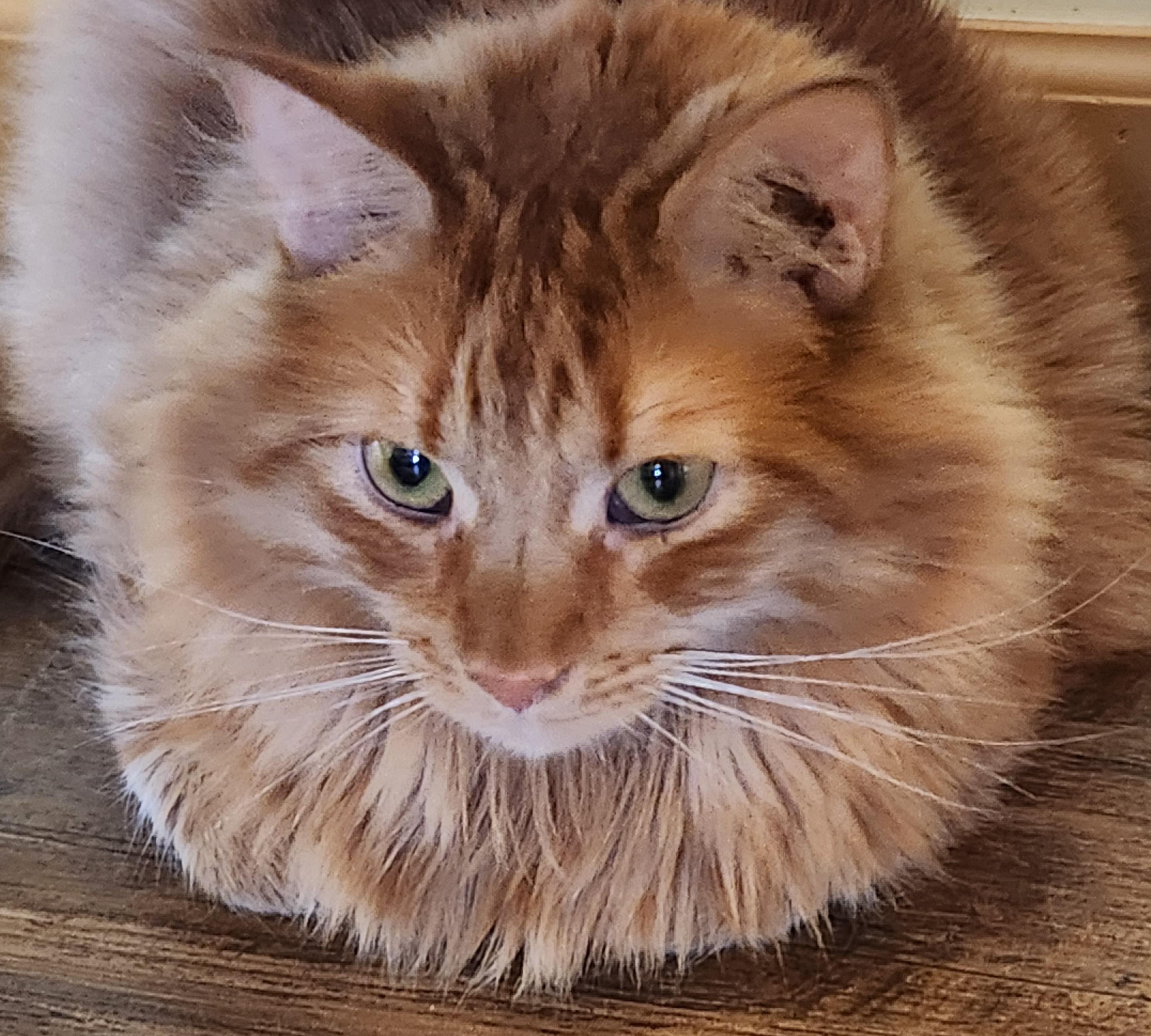 KOLBE, an adopted Domestic Medium Hair in Prescott, AZ image 4/5