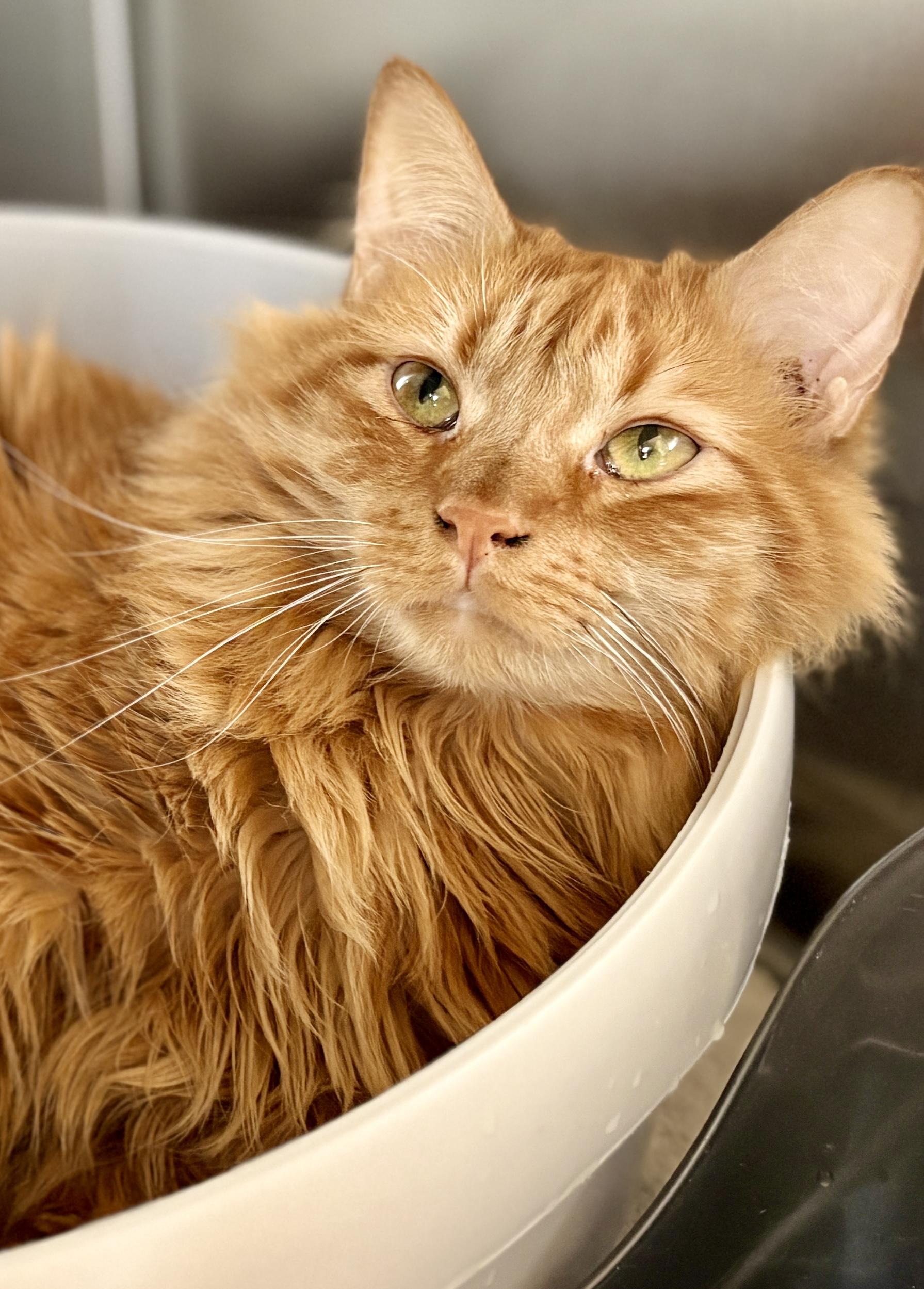 KOLBE, an adopted Domestic Medium Hair in Prescott, AZ image 5/5