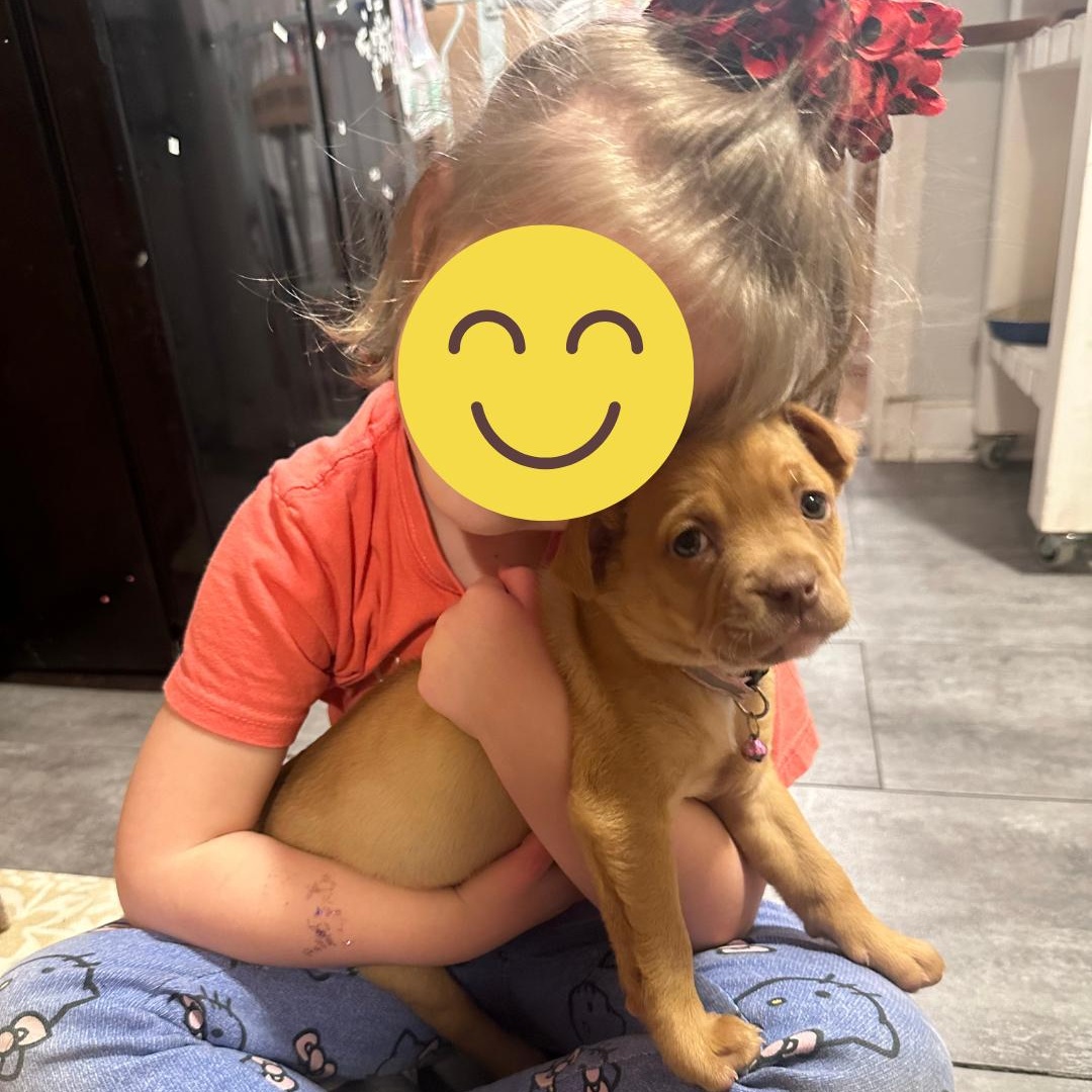 Enlarge Dazzy, a ADOPTABLE Mixed Breed in Richmond, VA image 6/6