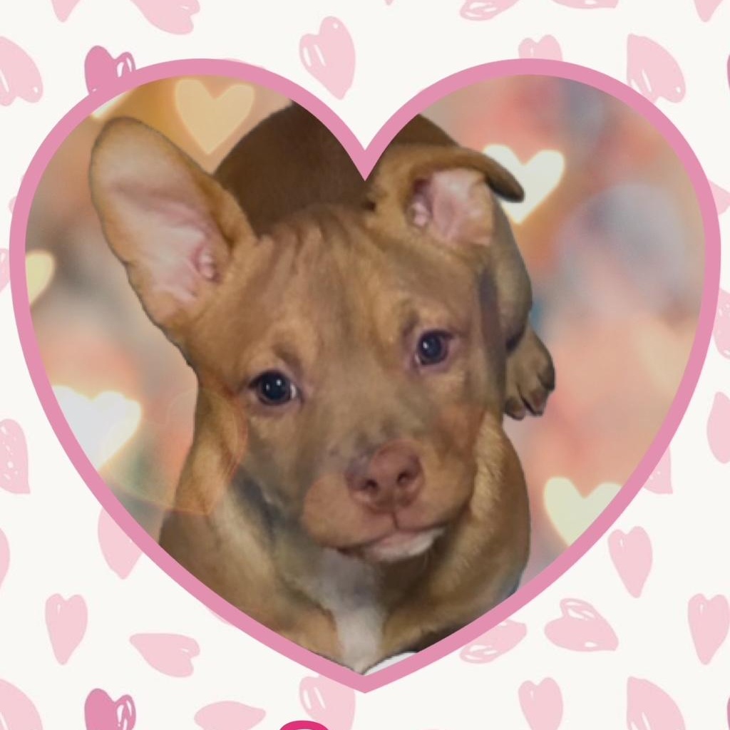 Dazzy, ADOPTABLE, Puppy Female Mixed Breed.