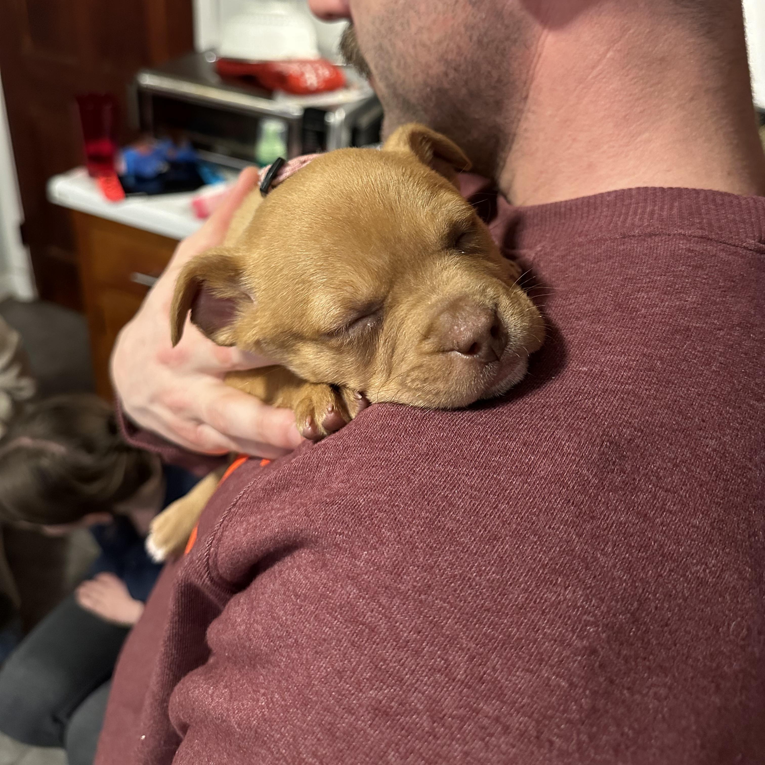 Enlarge Dazzy, a ADOPTABLE Mixed Breed in Richmond, VA image 4/6