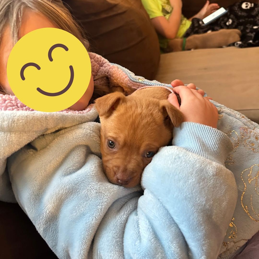 Enlarge Dazzy, a ADOPTABLE Mixed Breed in Richmond, VA image 5/6