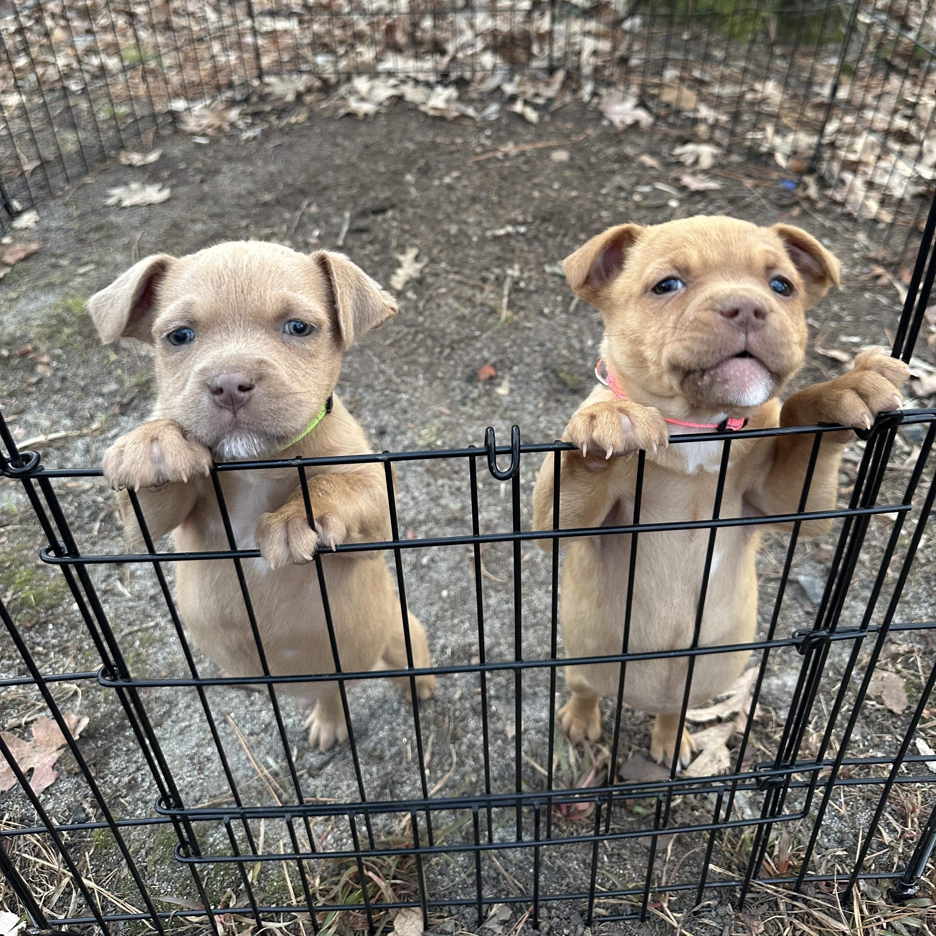 Enlarge Dazzy, a ADOPTABLE Mixed Breed in Richmond, VA image 3/6