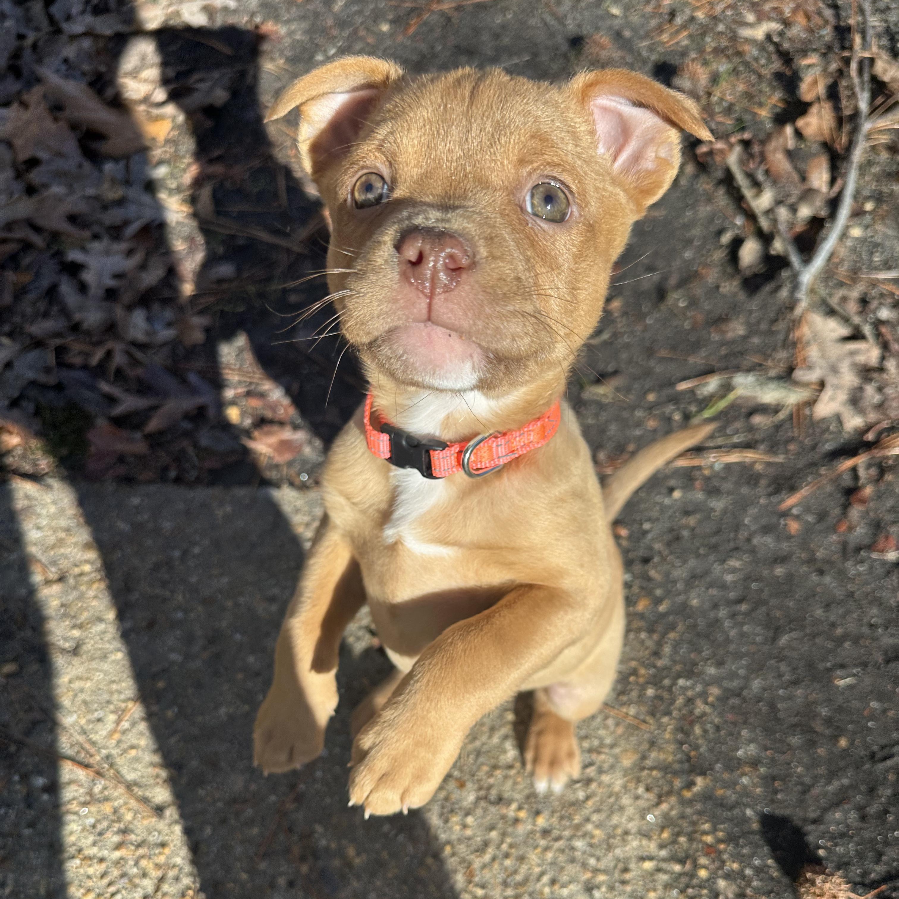 Enlarge Dazzy, a ADOPTABLE Mixed Breed in Richmond, VA image 1/6