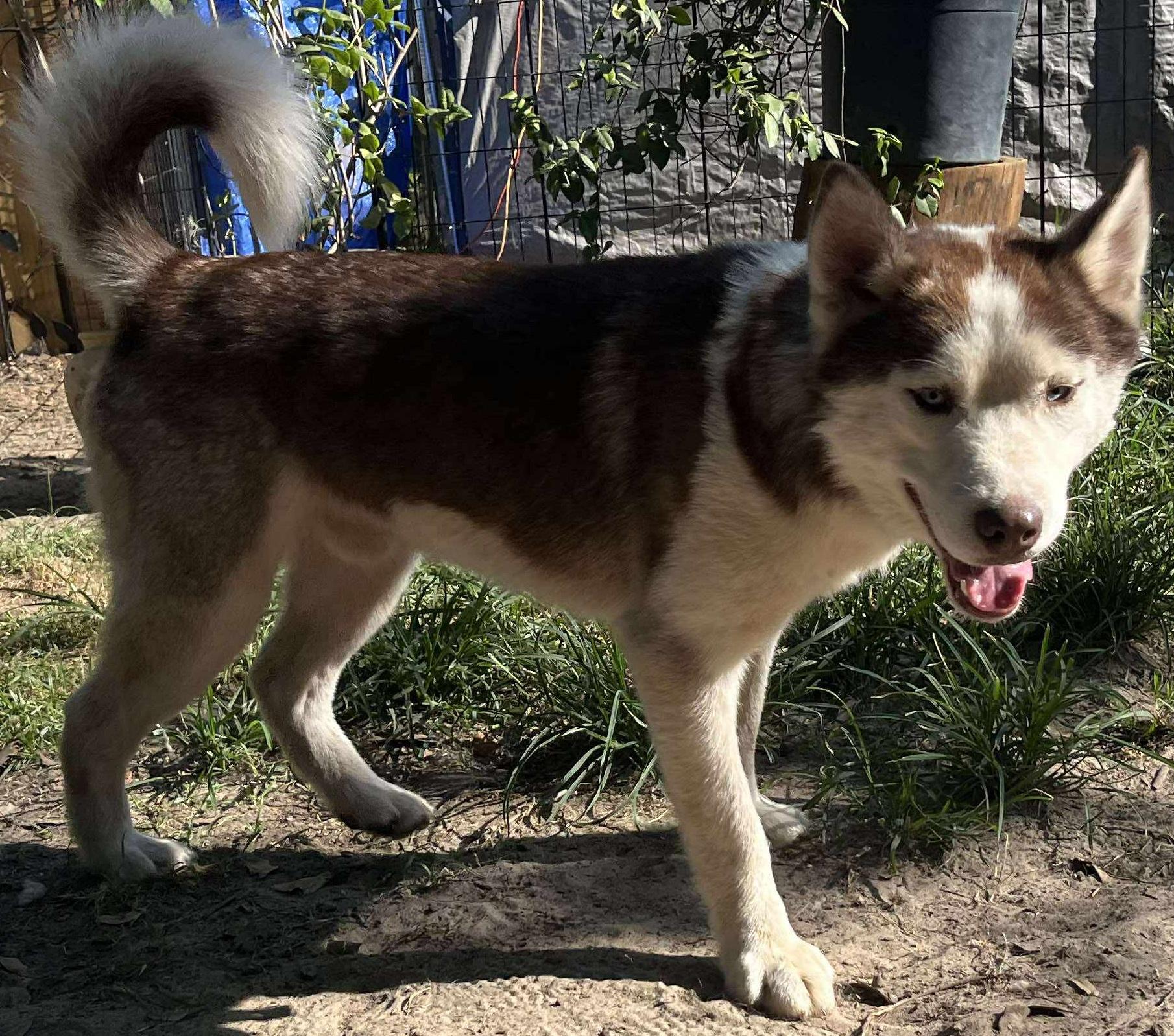Skyler, a Adoptable Husky in Lakeland, FL image 3/3