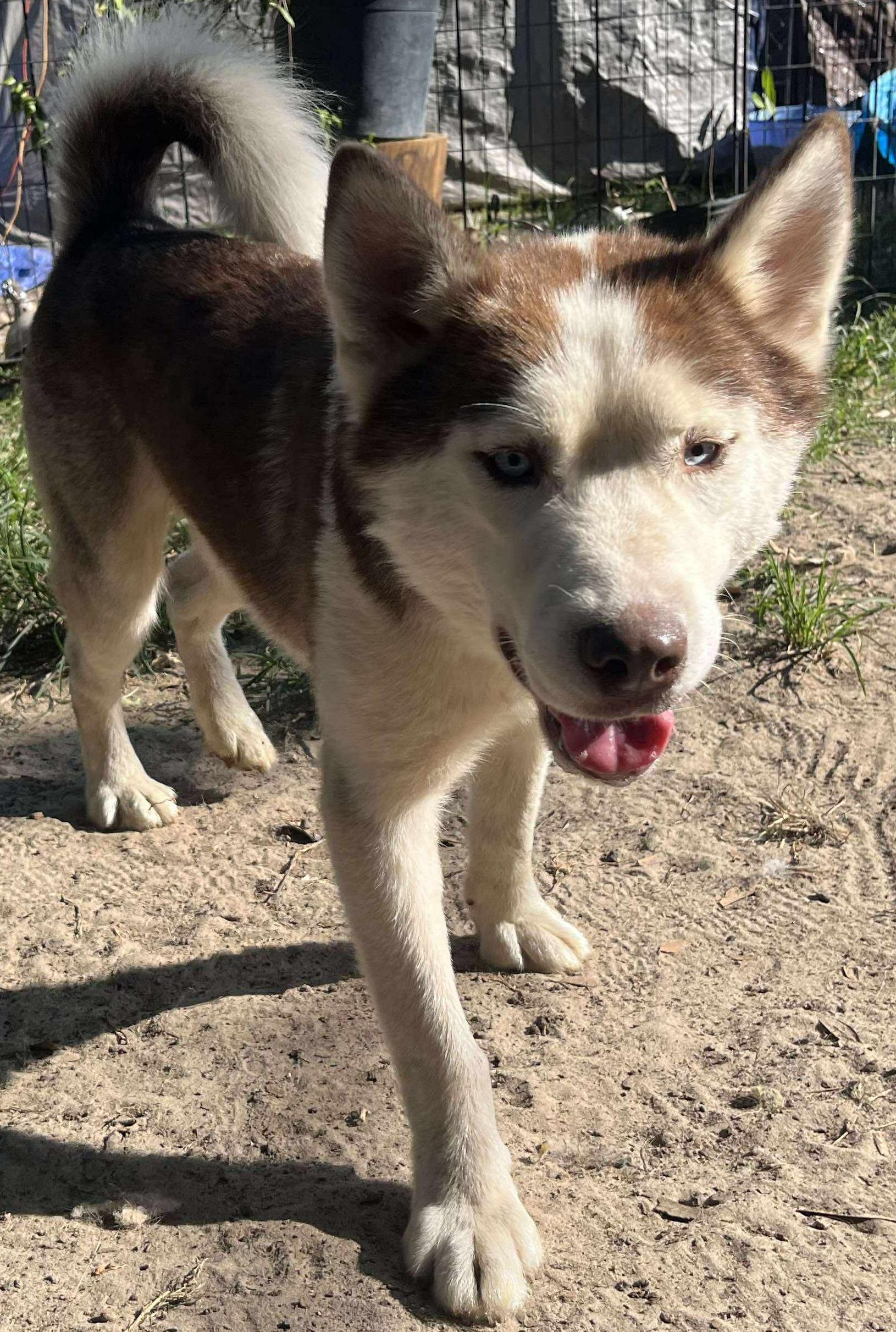 Skyler, adoptable, Young Male Husky.
