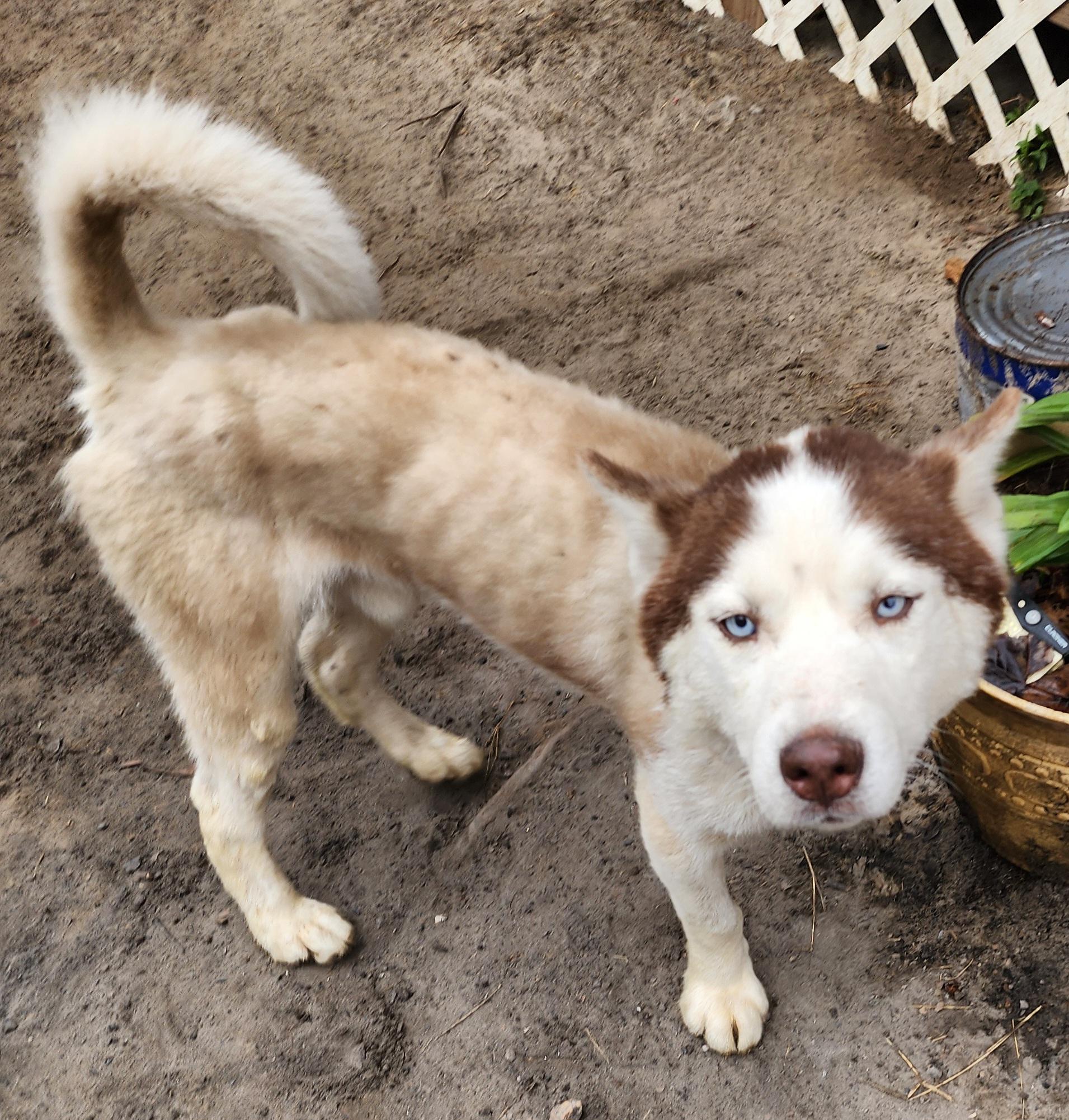 Skyler, a Adoptable Husky in Lakeland, FL image 2/3