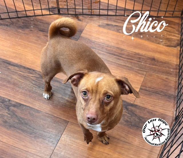 Chico, Adoptable, Young Male Chihuahua & Terrier.