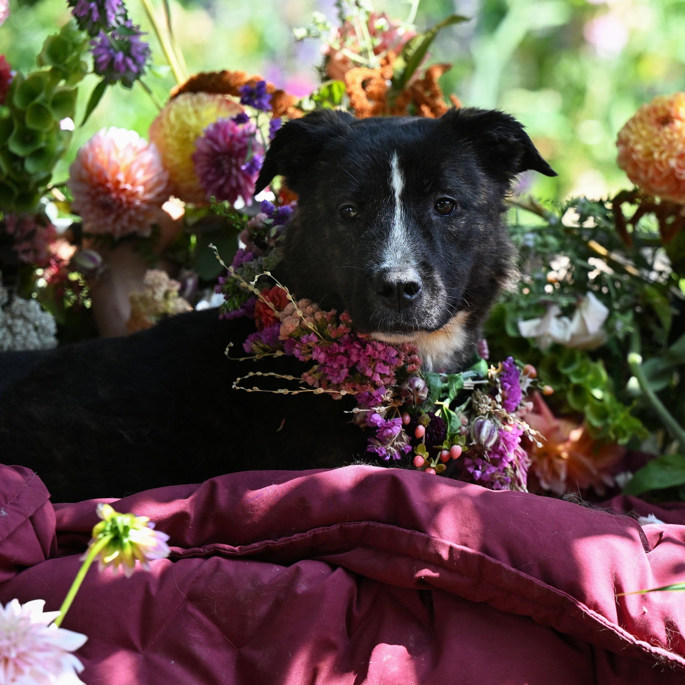 Cheese, a Adoptable mixed breed in Ferndale, WA image 5/6