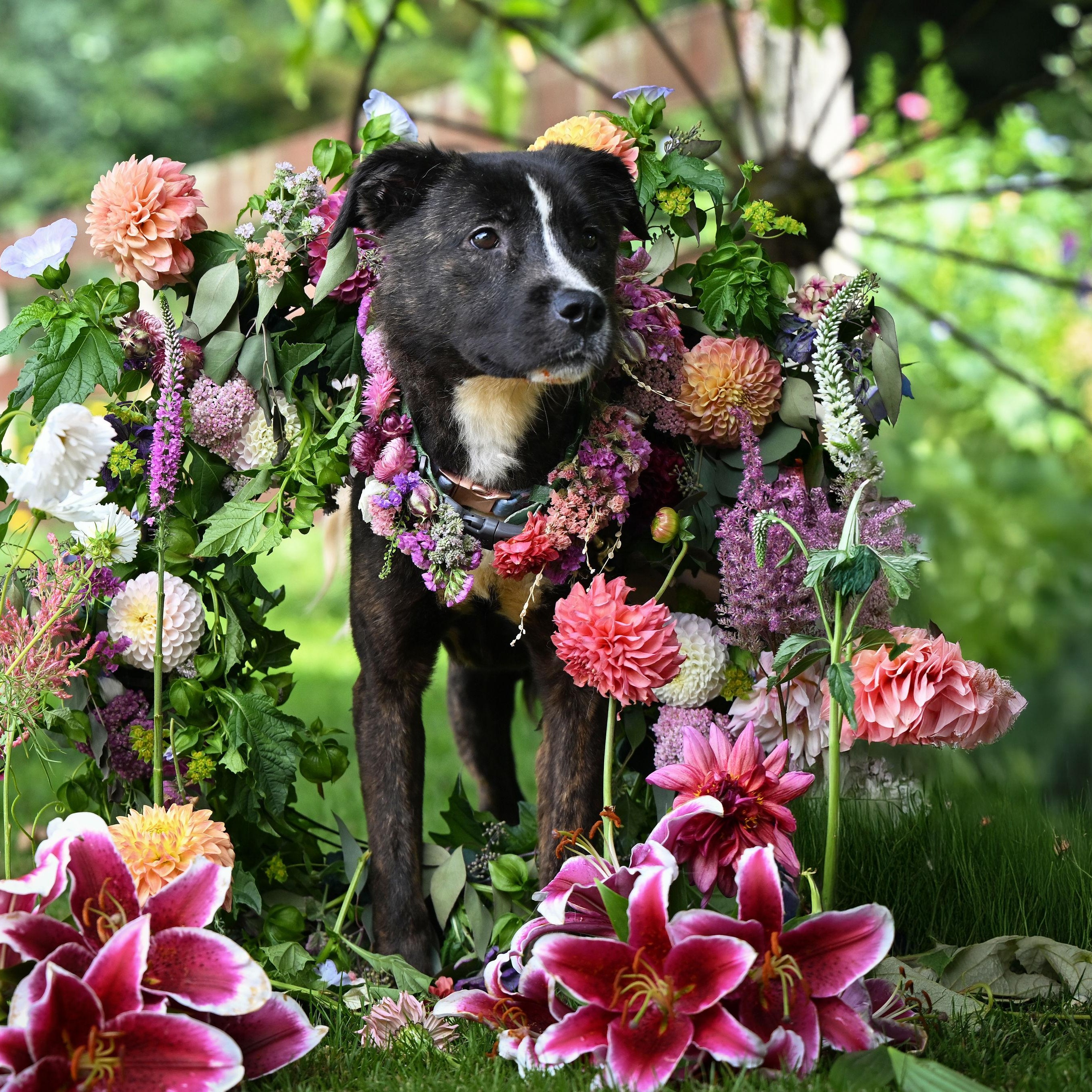 Cheese, a Adoptable mixed breed in Ferndale, WA image 1/6