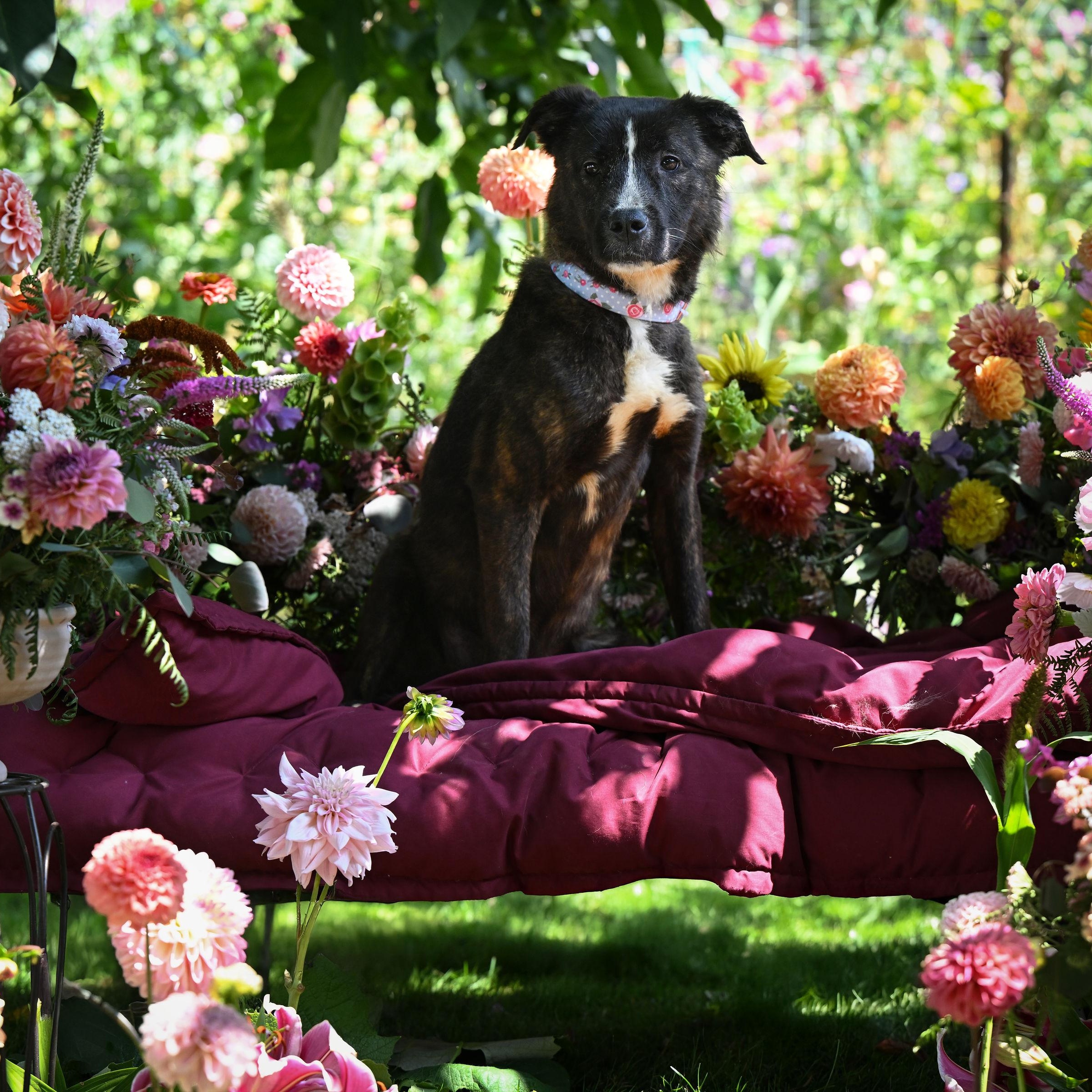 Cheese, a Adoptable mixed breed in Ferndale, WA image 6/6