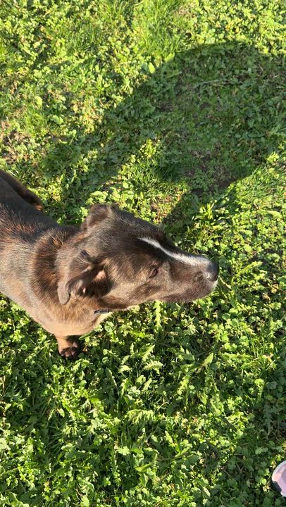 Enlarge Cheese, a Adoptable mixed breed in Ferndale, WA video 2/6