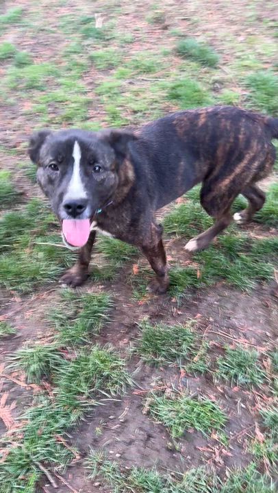 Enlarge Cheese, a Adoptable mixed breed in Ferndale, WA video 3/6