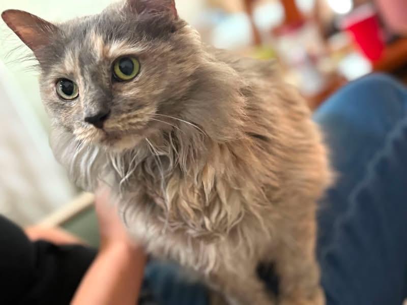 Marina, a Adoptable Domestic Long Hair in Johnson City, TN image 2/4
